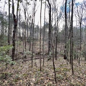 Photo #40 of SOLD property in Off Baltimore Church Road , Warrenton, NC 72.5 acres