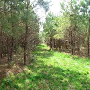 Photo #14 of SOLD property in 2624 Jackson Rd , Suffolk, VA 18.0 acres