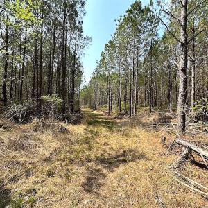 Photo #17 of SOLD property in 2624 Jackson Rd , Suffolk, VA 18.0 acres