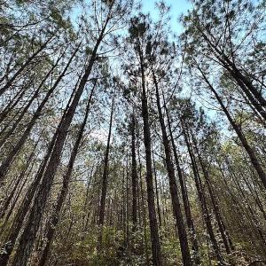 Photo #19 of SOLD property in 2624 Jackson Rd , Suffolk, VA 18.0 acres
