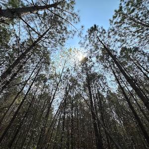 Photo #28 of SOLD property in 2624 Jackson Rd , Suffolk, VA 18.0 acres