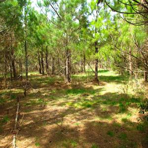 Photo #36 of SOLD property in 2624 Jackson Rd , Suffolk, VA 18.0 acres