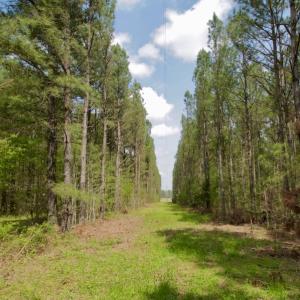 Photo #8 of SOLD property in Off Qualls Farm Rd, Enfield, NC 174.0 acres