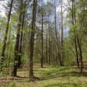 Photo #17 of SOLD property in Off Qualls Farm Rd, Enfield, NC 174.0 acres