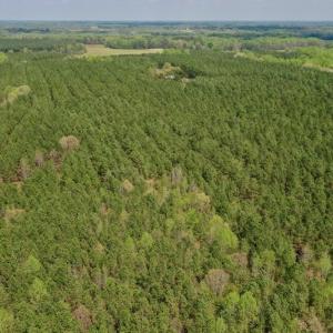 Photo #20 of SOLD property in Off Qualls Farm Rd, Enfield, NC 174.0 acres