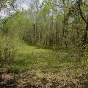 Photo #21 of SOLD property in Off Qualls Farm Rd, Enfield, NC 174.0 acres