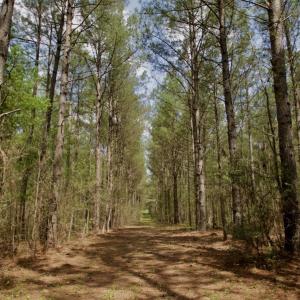 Photo #23 of SOLD property in Off Qualls Farm Rd, Enfield, NC 174.0 acres