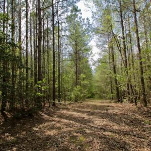 Photo #27 of SOLD property in Off Qualls Farm Rd, Enfield, NC 174.0 acres