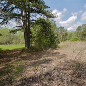 Photo #31 of SOLD property in Off Qualls Farm Rd, Enfield, NC 174.0 acres