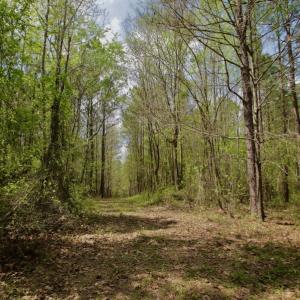 Photo #35 of SOLD property in Off Qualls Farm Rd, Enfield, NC 174.0 acres