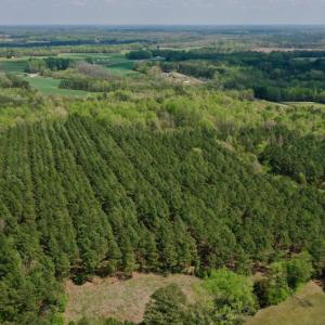 Photo #36 of SOLD property in Off Qualls Farm Rd, Enfield, NC 174.0 acres