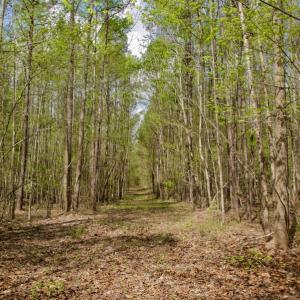 Photo #37 of SOLD property in Off Qualls Farm Rd, Enfield, NC 174.0 acres