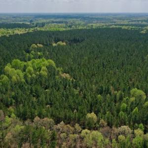 Photo #38 of SOLD property in Off Qualls Farm Rd, Enfield, NC 174.0 acres