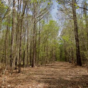 Photo #39 of SOLD property in Off Qualls Farm Rd, Enfield, NC 174.0 acres