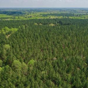 Photo #40 of SOLD property in Off Qualls Farm Rd, Enfield, NC 174.0 acres