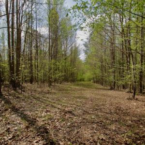 Photo #45 of SOLD property in Off Qualls Farm Rd, Enfield, NC 174.0 acres