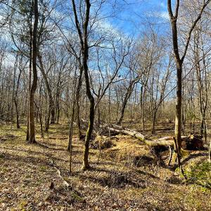 Photo #10 of SOLD property in  Off Easters Road, Boydton, VA 18.5 acres