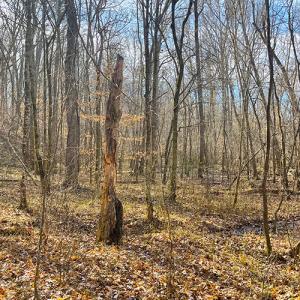 Photo #11 of SOLD property in  Off Easters Road, Boydton, VA 18.5 acres