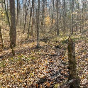Photo #12 of SOLD property in  Off Easters Road, Boydton, VA 18.5 acres