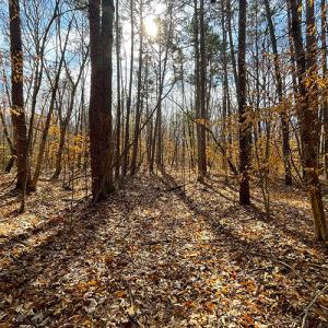 Photo #14 of SOLD property in  Off Easters Road, Boydton, VA 18.5 acres