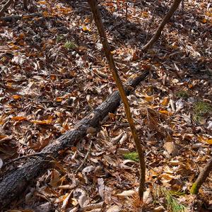 Photo #15 of SOLD property in  Off Easters Road, Boydton, VA 18.5 acres