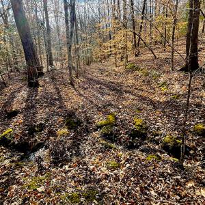 Photo #16 of SOLD property in  Off Easters Road, Boydton, VA 18.5 acres