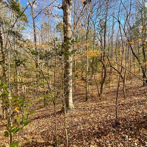 Photo #17 of SOLD property in  Off Easters Road, Boydton, VA 18.5 acres