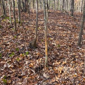 Photo #18 of SOLD property in  Off Easters Road, Boydton, VA 18.5 acres