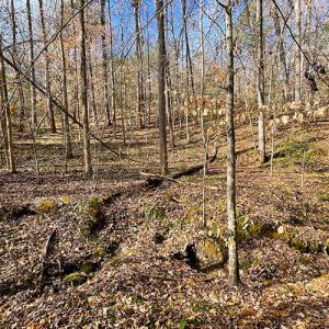 Photo #19 of SOLD property in  Off Easters Road, Boydton, VA 18.5 acres