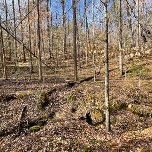 Photo #19 of SOLD property in  Off Easters Road, Boydton, VA 18.5 acres