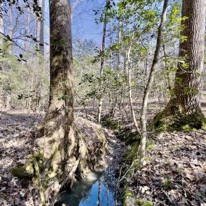 Photo #21 of SOLD property in Off Glendon Carthage Road , Carthage, NC 10.9 acres