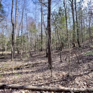 Photo #27 of SOLD property in Off Glendon Carthage Road , Carthage, NC 10.9 acres