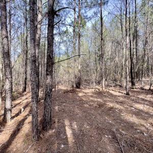 Photo #34 of SOLD property in Off Glendon Carthage Road , Carthage, NC 10.9 acres