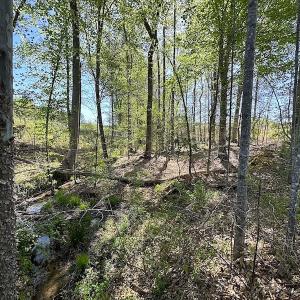 Photo #20 of SOLD property in Off Meherrin River Rd, Brodnax, VA 88.0 acres