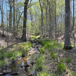 Photo #30 of SOLD property in Off Meherrin River Rd, Brodnax, VA 88.0 acres