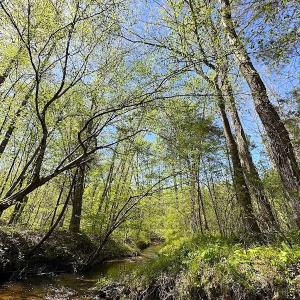 Photo #37 of SOLD property in Off Meherrin River Rd, Brodnax, VA 88.0 acres