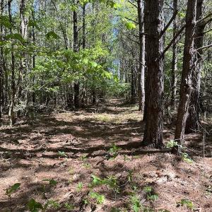 Photo #16 of SOLD property in Off Brickyard Rd , Emporia, VA 53.0 acres