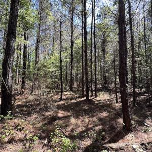 Photo #18 of SOLD property in Off Brickyard Rd , Emporia, VA 53.0 acres