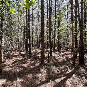 Photo #20 of SOLD property in Off Brickyard Rd , Emporia, VA 53.0 acres