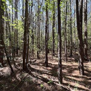 Photo #21 of SOLD property in Off Brickyard Rd , Emporia, VA 53.0 acres