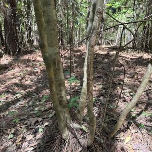 Photo #22 of SOLD property in Off Brickyard Rd , Emporia, VA 53.0 acres