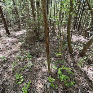 Photo #23 of SOLD property in Off Brickyard Rd , Emporia, VA 53.0 acres