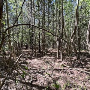 Photo #24 of SOLD property in Off Brickyard Rd , Emporia, VA 53.0 acres