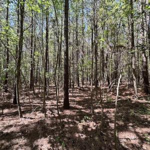 Photo #25 of SOLD property in Off Brickyard Rd , Emporia, VA 53.0 acres