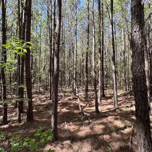 Photo #27 of SOLD property in Off Brickyard Rd , Emporia, VA 53.0 acres