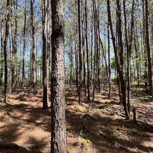 Photo #28 of SOLD property in Off Brickyard Rd , Emporia, VA 53.0 acres