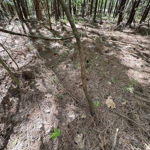 Photo #29 of SOLD property in Off Brickyard Rd , Emporia, VA 53.0 acres