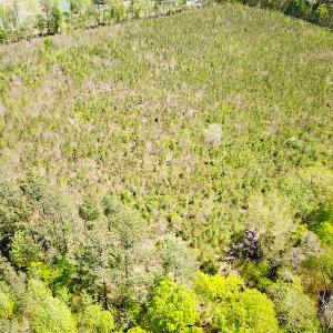 Photo #4 of SOLD property in Off Arbedour Rd , Jarratt, VA 19.0 acres