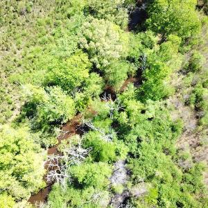 Photo #5 of SOLD property in Off Arbedour Rd , Jarratt, VA 19.0 acres