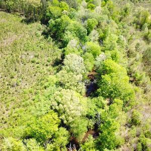 Photo #6 of SOLD property in Off Arbedour Rd , Jarratt, VA 19.0 acres